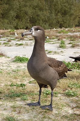 Black footed albatross1.jpg