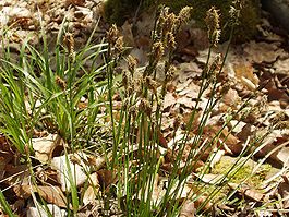 Carex umbrosa1.jpg