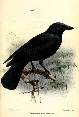 Новокаледонский ворон (Corvus moneduloides)