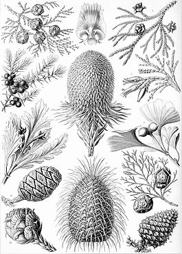 Иллюстрация из книги Ernst Haeckel's, Kunstformen der Natur. 1904 г.