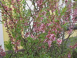 Prunus tenella1.jpg