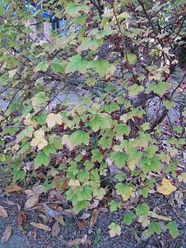 Ribes fasciculatum3.jpg
