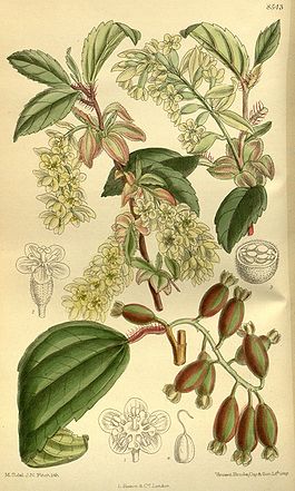Ribes laurifolium 140-8543.jpg