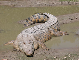 Кто такой гребнистый крокодил
