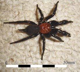 Погребной новозеландский паук