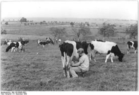 Bundesarchiv Bild 183-08968-0001, Bauer beim Melken auf der Weide.jpg