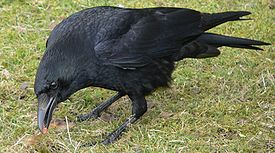 Чёрная ворона