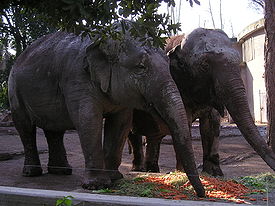 Elefanti indiani.JPG