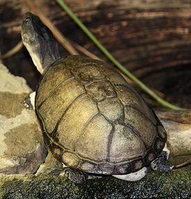 Пеломедузовые черепахи