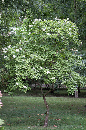 Hydrangea paniculata floraison.jpg