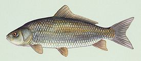 Буффало (рыба)