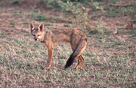 Бенгальская лисица