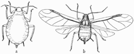 Life-story of insects 06fig Aphis pomi.png