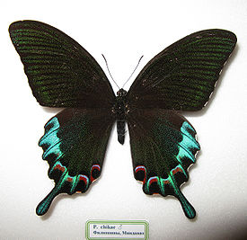 Papilio chikae