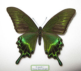 Самец Papilio maackii