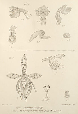 Phalaenopsis cornu-cervi3.jpg
