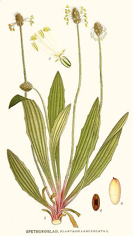 Plantago lanceolata Nordens Flora.jpg