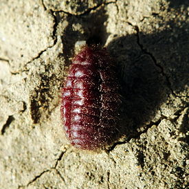 Porphyrophora hamelii, female.jpg