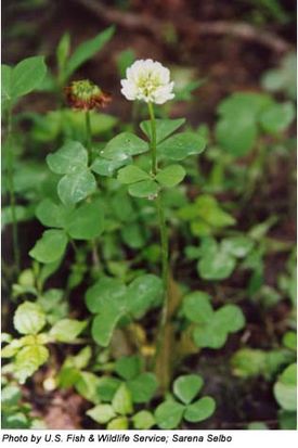Trifolium stoloniferum
