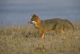 Островная серая лисица (Urocyon littoralis)