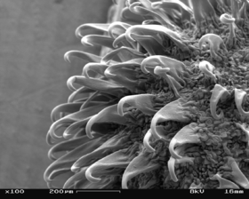 Burdock in Scanning Electron Microscope, magnification 100x.GIF
