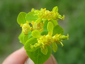 Euphorbia palustris2a.JPG