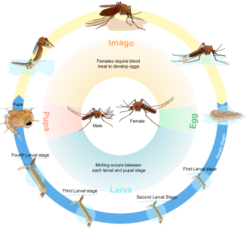 Culex mosquito life cycle en.svg