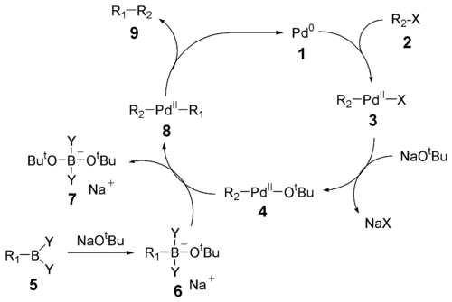 The mechanism of the Suzuki reaction
