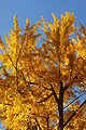 Ginkgo Tree Ginkgo biloba Autumn Leaves Vertical 2000px.jpg